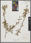 Foto von Salix alba L.